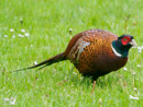 Pheasant - Bażant